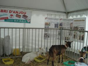 chèvres